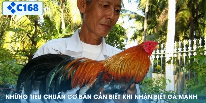 Những tiêu chuẩn cơ bản cần biết khi nhận biết gà mạnh